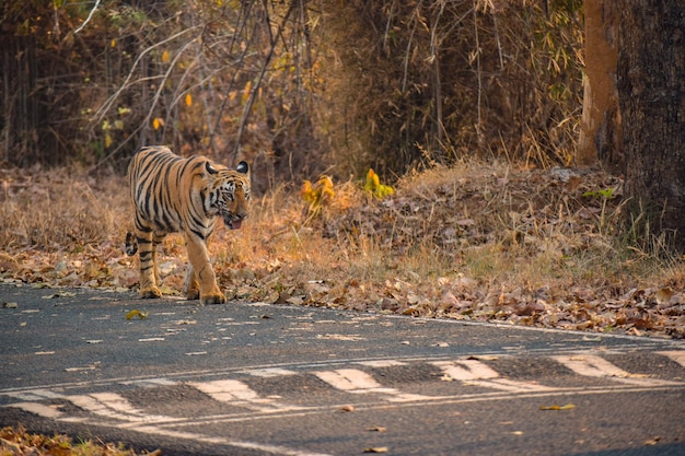 Sub cucciolo adulto di Lara Tigress che cammina su Moharli Chandrapur Road Avvistamento di una tigre nella foresta di Tadoba