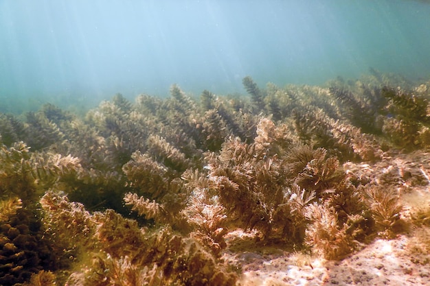 Subacquea flora d'acqua dolce fiumi laghi stagno