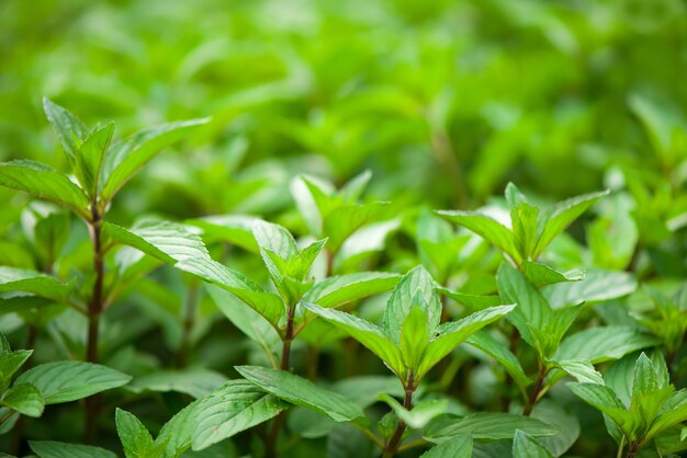 Succose verdure estive. La pianta di menta cresce nell'orto