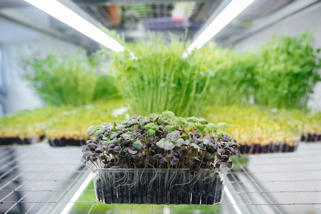 Succosi e giovani germogli di micro verdure in serra.