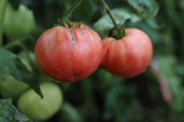 succosi pomodori maturi su un cespuglio in giardino