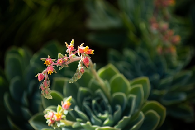 Succulenta Echeveria Perle. Piante succulente sempreverdi o sottoarbusti.