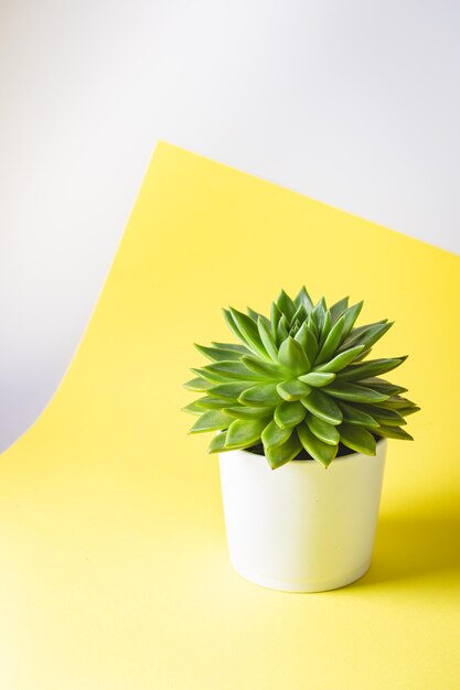 Succulenta in un vaso bianco su sfondo giallo composizione minimalista