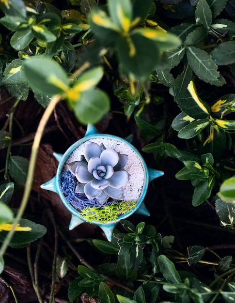 Succulenta nello sguardo vaso da fiori blu tra le foglie giallo verde del cespuglio di crespino