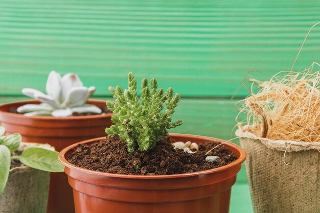 succulenta raccolta di piante domestiche sul tavolo di legno