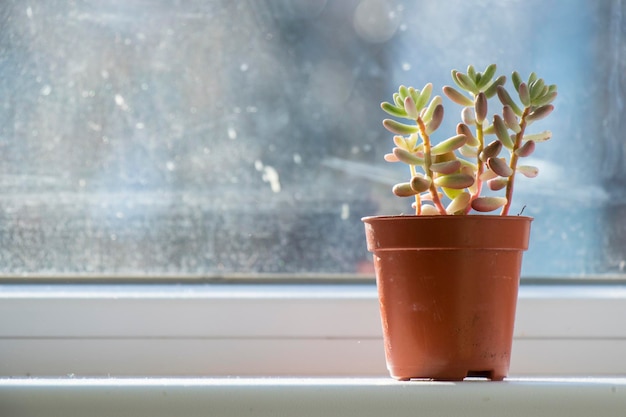 Succulenta sulla finestra, luce solare e primo piano, bella succulenta