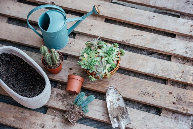 Succulente e cactus in vaso pronti per essere ripiantati su fondo di legno