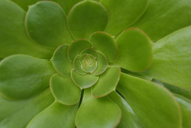 Succulente Echeveria Perle Crassulaceae cactus sfondo Piante perenni succulente sempreverdi o arbusti