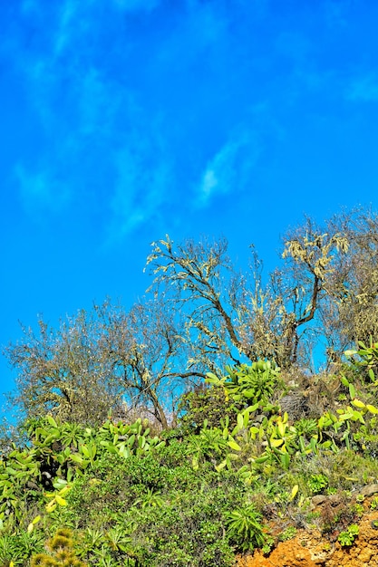 Succulente frutta di fico d'India lussureggianti arbusti o cespugli verdi coltivati e coltivati per la nutrizione antiossidanti o vitamine Paesaggio di cactus nopal che cresce su una collina con alberi contro il cielo blu in Spagna