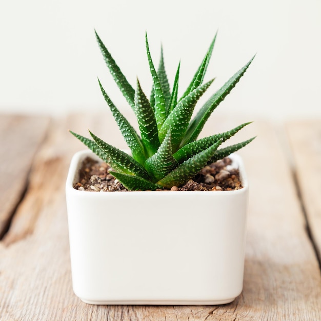 Succulente Haworthia da vicino in vaso bianco sulla scrivania