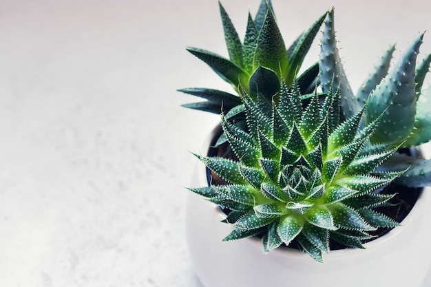 Succulente haworthia fasciata e aloe vera in una pentola su marmo bianco