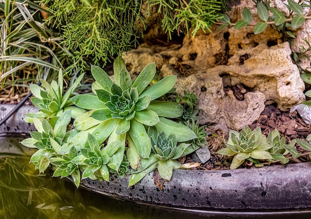 Succulente in serra sull'acqua.