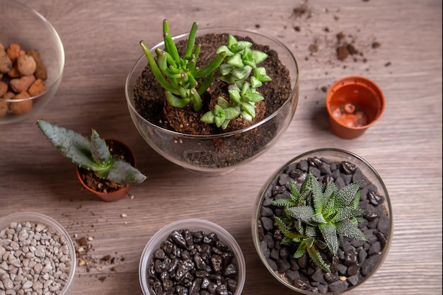 Succulente in vasi e florari di vetro vista dall'alto sul tavolo Hobby casa fiori