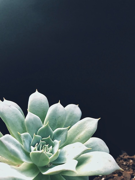 Succulente nella luce
