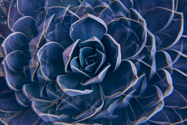 Succulente Rock rose closeup Sfondo floreale con piante succulente White Mexican Rose closeup