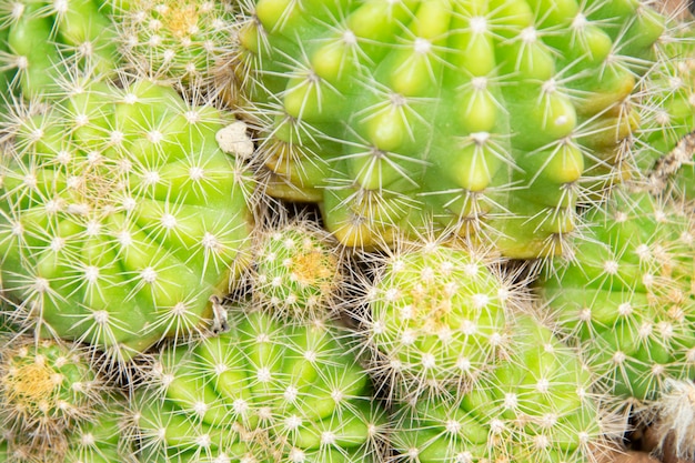 Succulenti misti o cactus. Piccolo cactus in vaso da vendere.