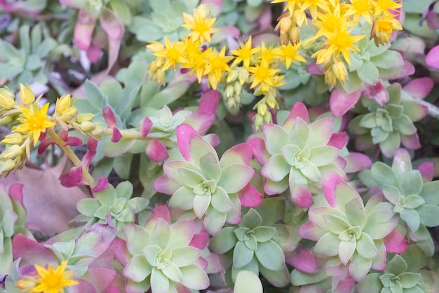 Succulenti Sempervivum in un giardino