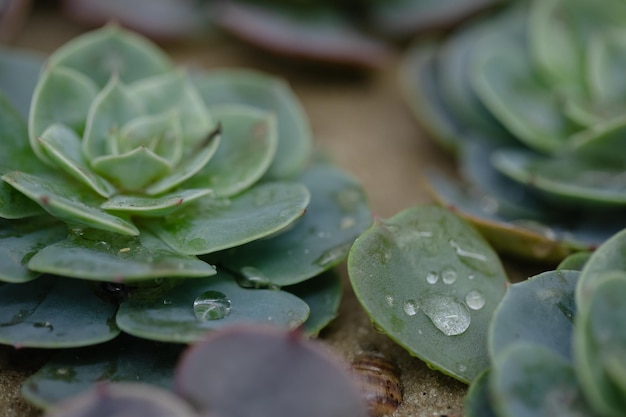 Succulento con gocce d'acqua macro primo piano