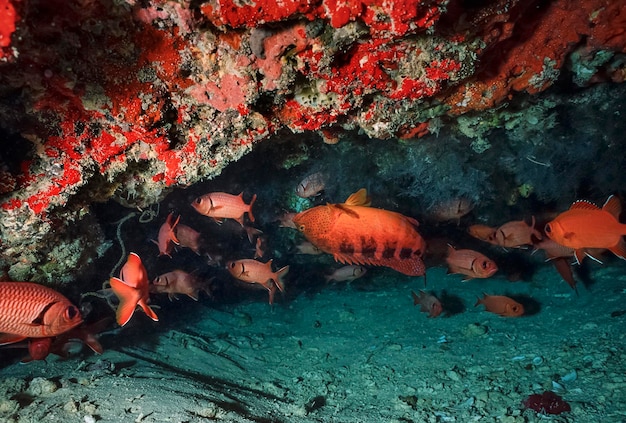 SUDAN, Mar Rosso, foto U.W., pesce soldato (Myripristis pralinia) e un grouper tropicale a macchie rosse in una grotta