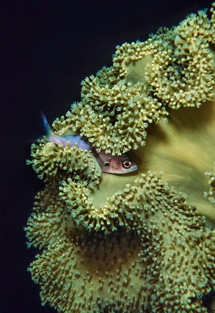 SUDAN, Mar Rosso, foto U.W., un piccolo pesce tropicale si rifugia in un morbido corallo per la notte