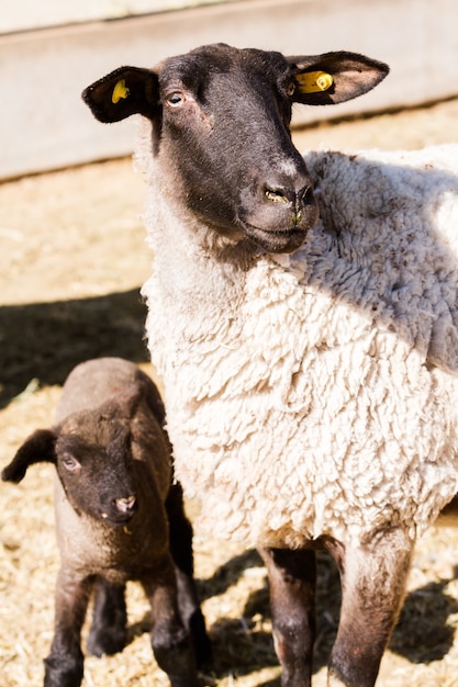 Suffolk pecore con agnello in una fattoria locale in primavera.