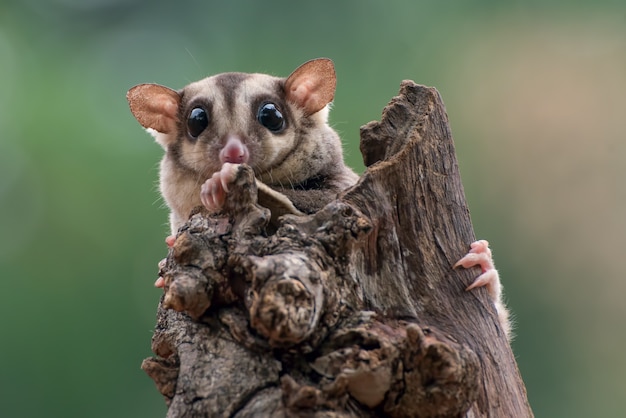 Sugar glider Petaurus breviceps sul ramo di un albero