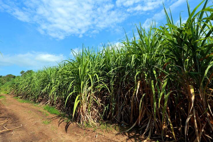 Sugarcane field with blue sky