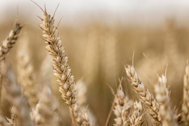 Suggestivo dettaglio macro di spiga di grano maturo biologico naturale