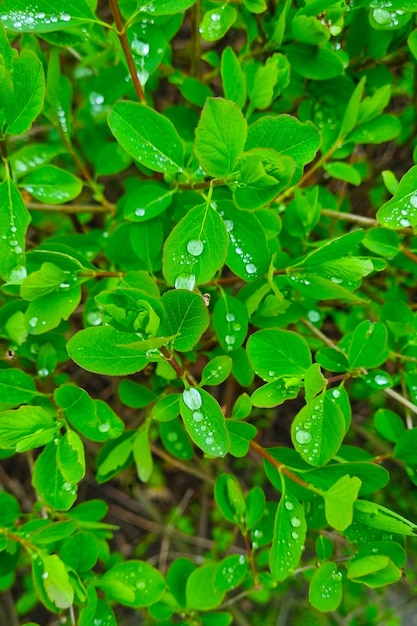Sui rami verdi del cespuglio gocce dopo la pioggia