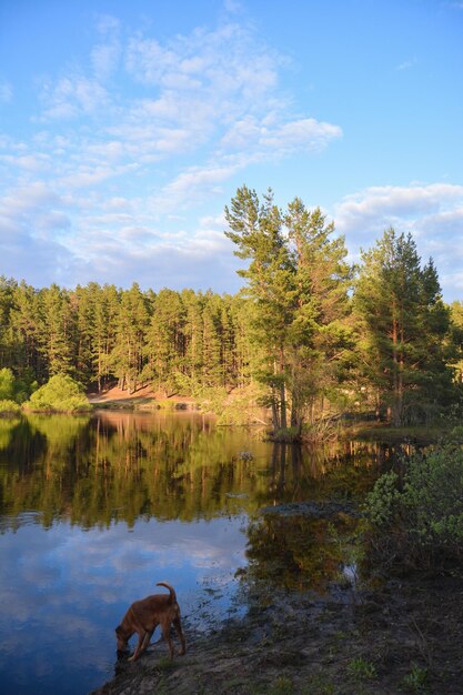 Sul fiume della foresta nel Parco Nazionale Meshchersky