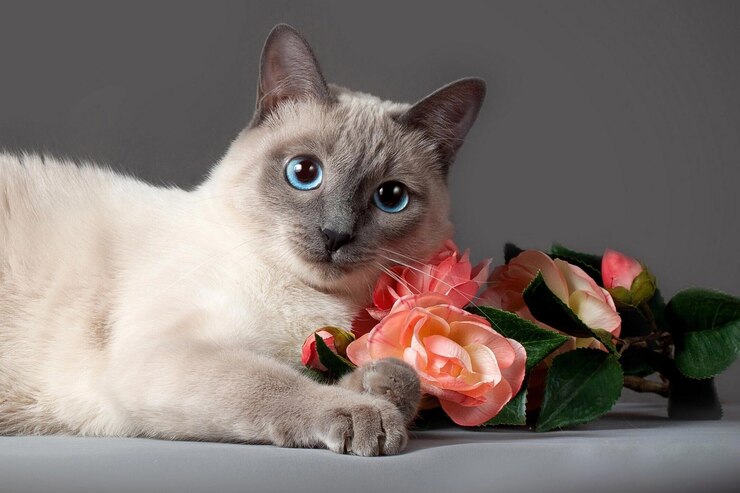 Sul pavimento giace un simpatico gatto con gli occhi azzurri e accanto c'è una rosa rosa