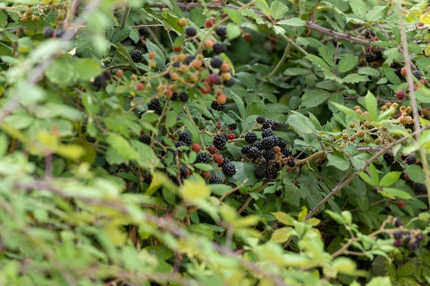 Sul ramo maturano le bacche di rovo Rubus fruticosus