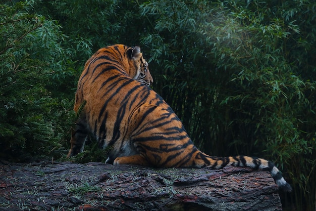 Sul tronco dell'albero si trova una bellissima fauna selvatica tigre