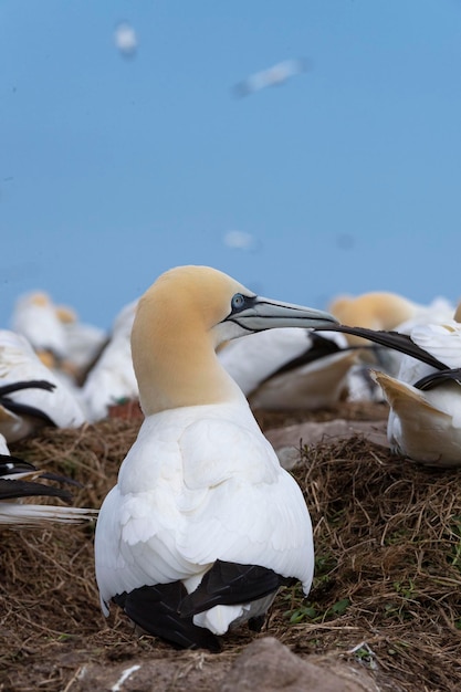 Sula settentrionale Morus bassanus Isola di Saltee in Irlanda