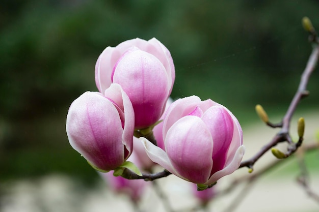 Sulange magnolia Primo piano del tulipano nero su un ramo di un albero