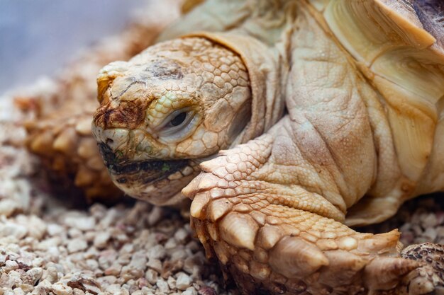 Sulcata stimolata africana Tartaruga Geochelone sulcata