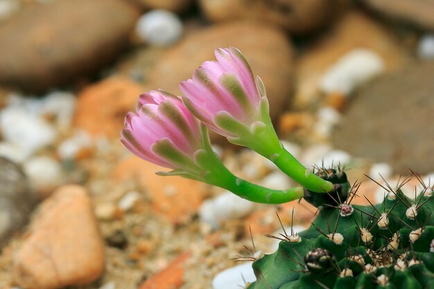 Sulcorebutia Gerosenilis nella splendida natura.