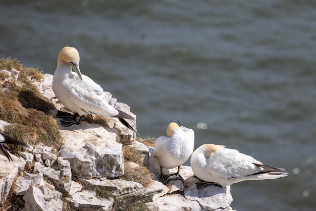 Sule Morus bassanus a Bempton Cliffs nello Yorkshire