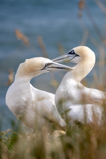 Sule Morus bassanus a Bempton Cliffs nello Yorkshire