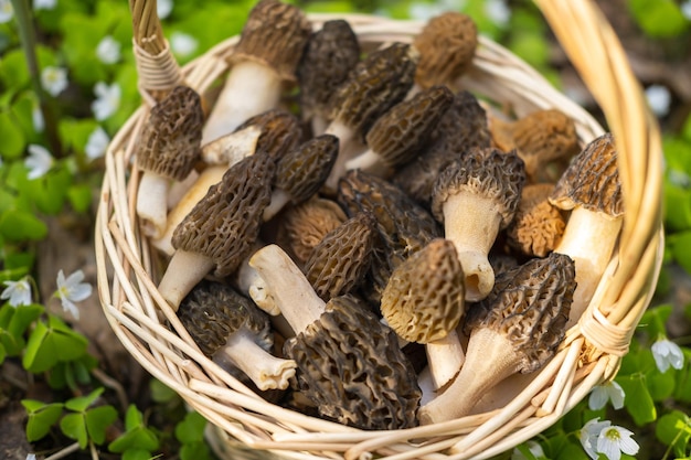 Sull'erba verde si erge un cesto di paglia con Morchella conica raccolta nel bosco