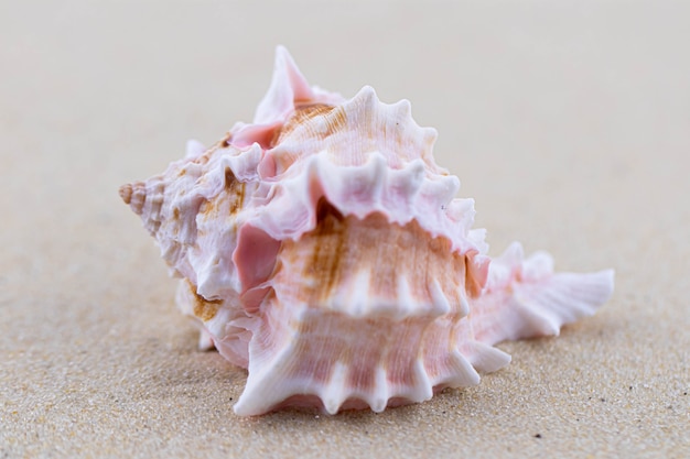 Sulla sabbia bianca si trova una conchiglia rosa di una forma insolita.