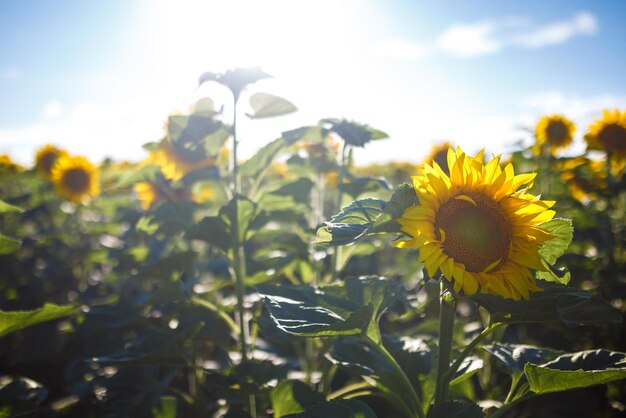 Sullo sfondo del bellissimo giardino di girasoli Campo di girasoli in fiore su uno sfondo tramonto