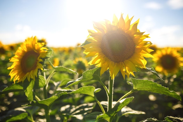 Sullo sfondo del bellissimo giardino di girasoli Campo di girasoli in fiore su uno sfondo tramonto