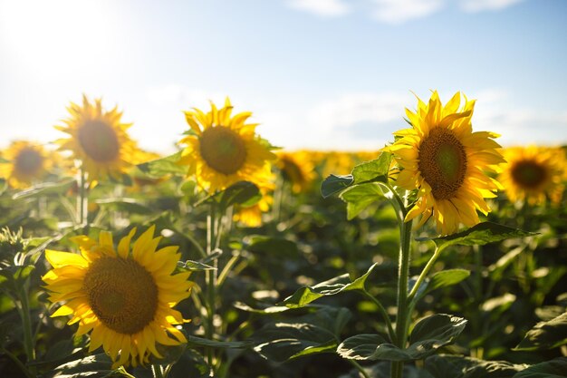 Sullo sfondo del bellissimo giardino di girasoli Campo di girasoli in fiore su uno sfondo tramonto