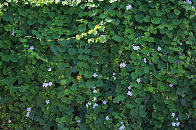 Sullo sfondo di un fiore di vite blu tromba