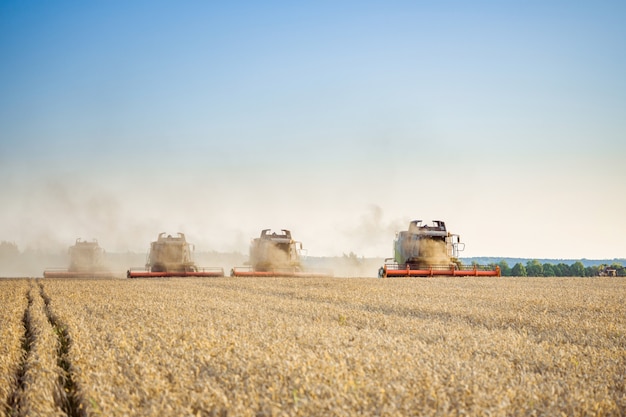 Sullo sfondo di una giornata di sole estivo e cielo azzurro con nuvole. Mietitrebbiatrice raccolta grano dorato maturo sul campo. L'immagine del settore agricolo