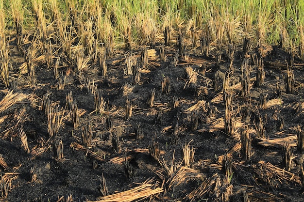 Sullo sfondo si vede un campo di erba bruciata.