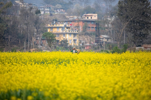 Sullo sfondo si vede un campo di senape.