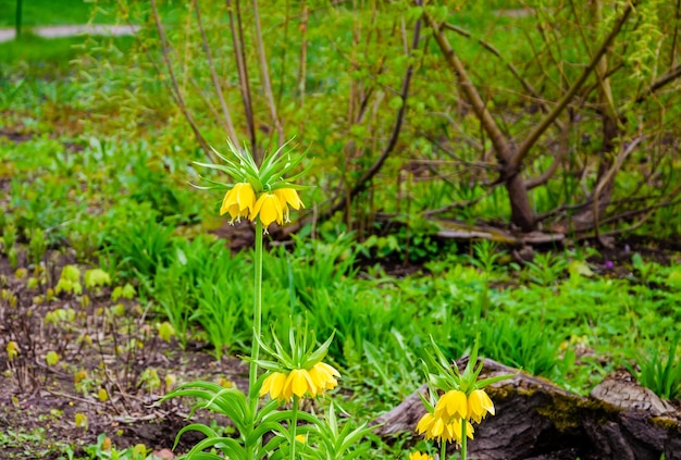 Sullo sfondo un fiore giallo con foglie verdi.