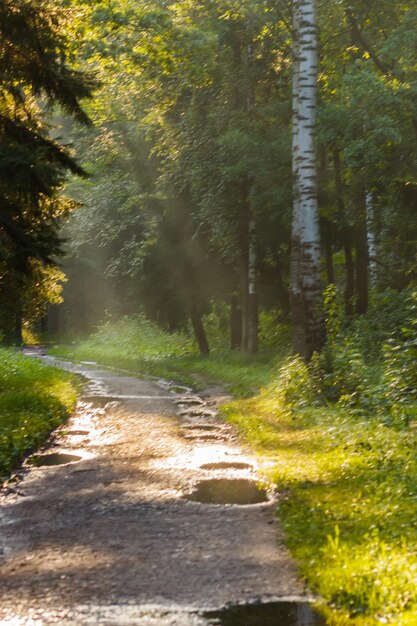 Sullo sfondo un raggio di sole nel parco sul sentiero dopo la pioggia